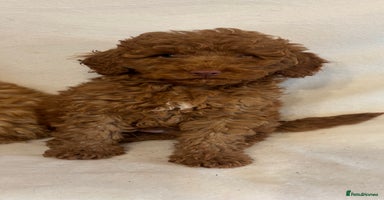Cavapoo dogs - Advert 14