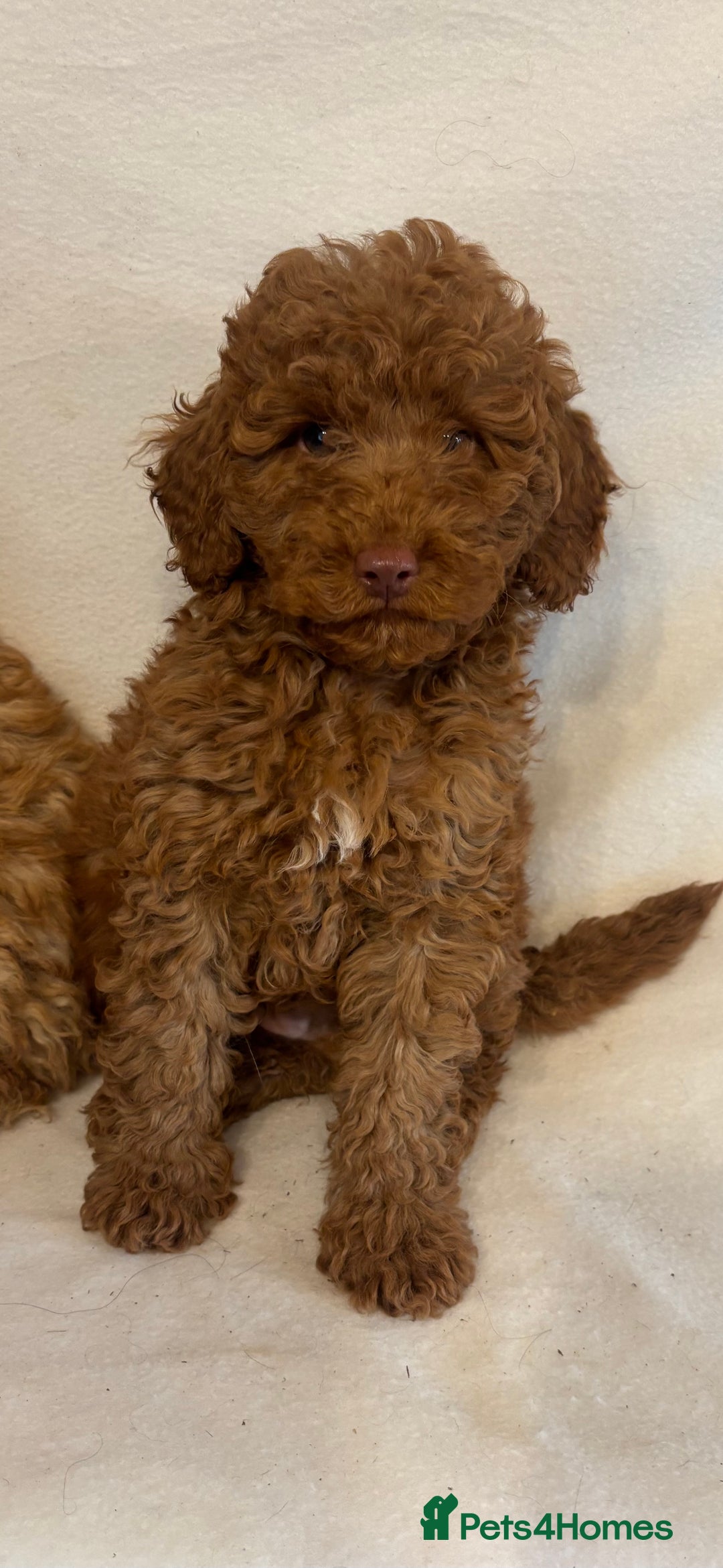 Cavapoo dogs for sale: Extensively Health Tested F1BB Cavapoo Puppies - Image 3