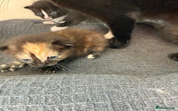 Domestic Shorthair cats for sale: 3 fluffy boys  - Image 4