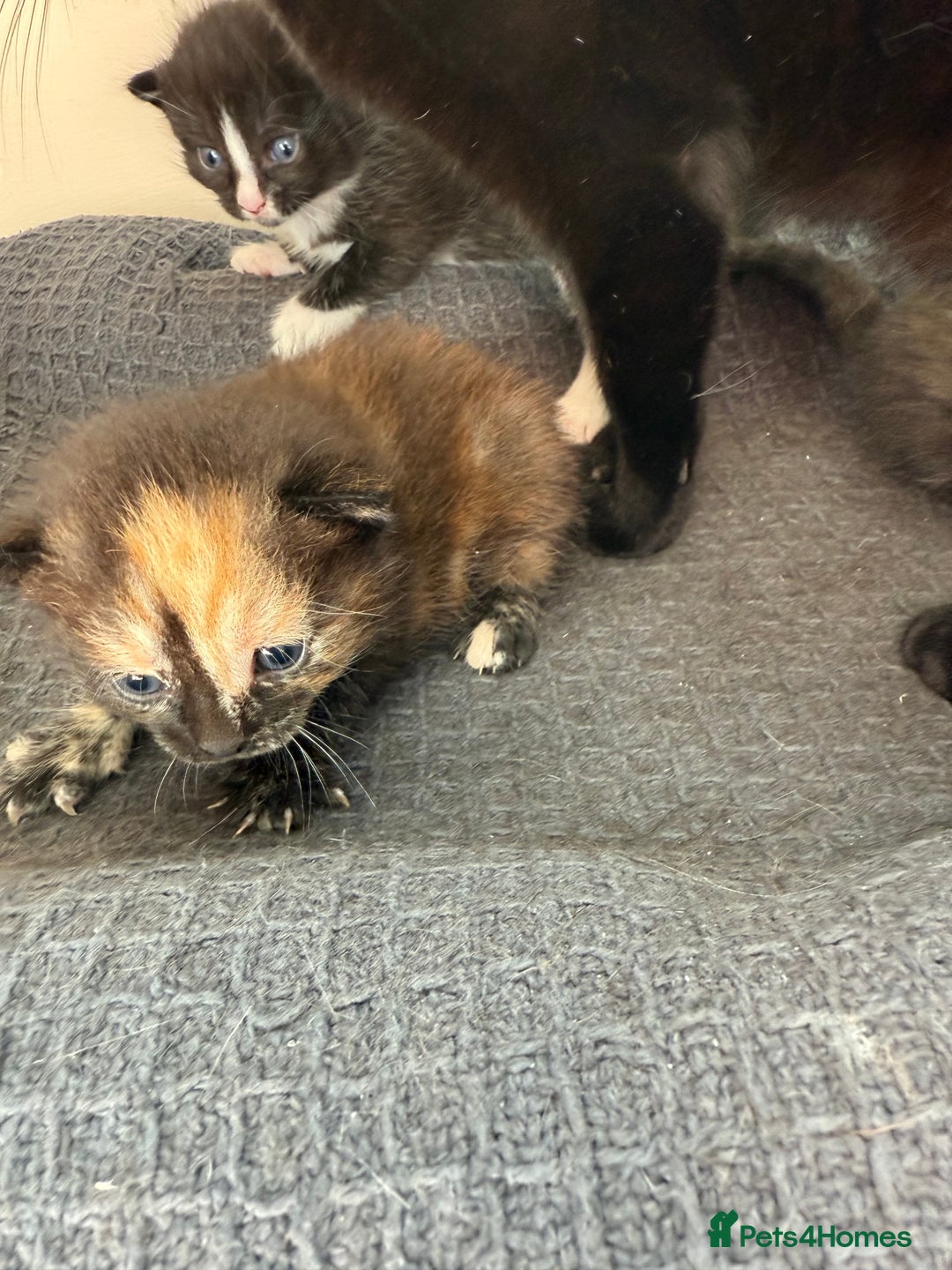 Domestic Shorthair cats for sale: 3 fluffy boys  - Image 4