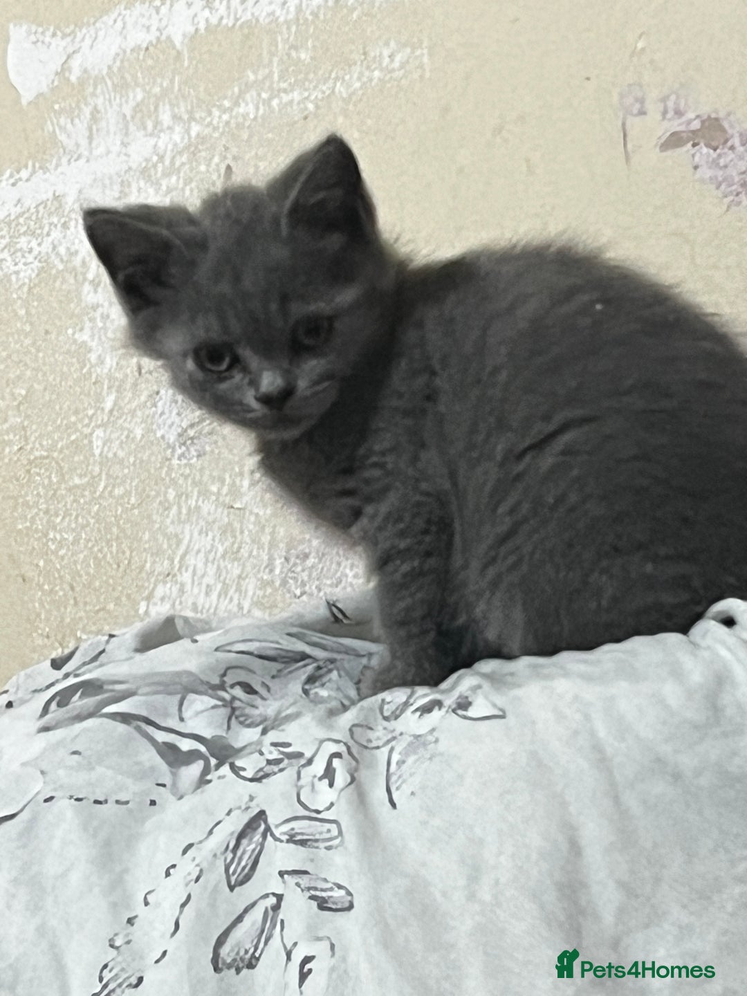 Mixed Breed cats for sale: Five kittens are ready to go now. - Advert 3