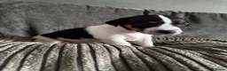 Jack Russell dogs for sale: Jack Russell  in Aylesford - Advert 18