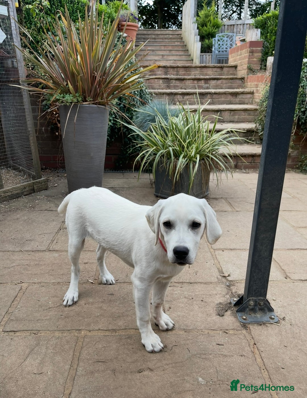 Labrador Retriever dogs for sale: Beautiful KC pure pedigree Labrador puppies - Image 3