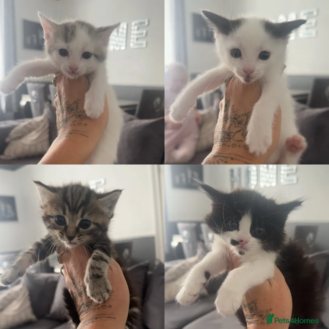 Mixed Breed cats for sale: Stunning kittens mixed colours and tabby patterns  - Advert 1