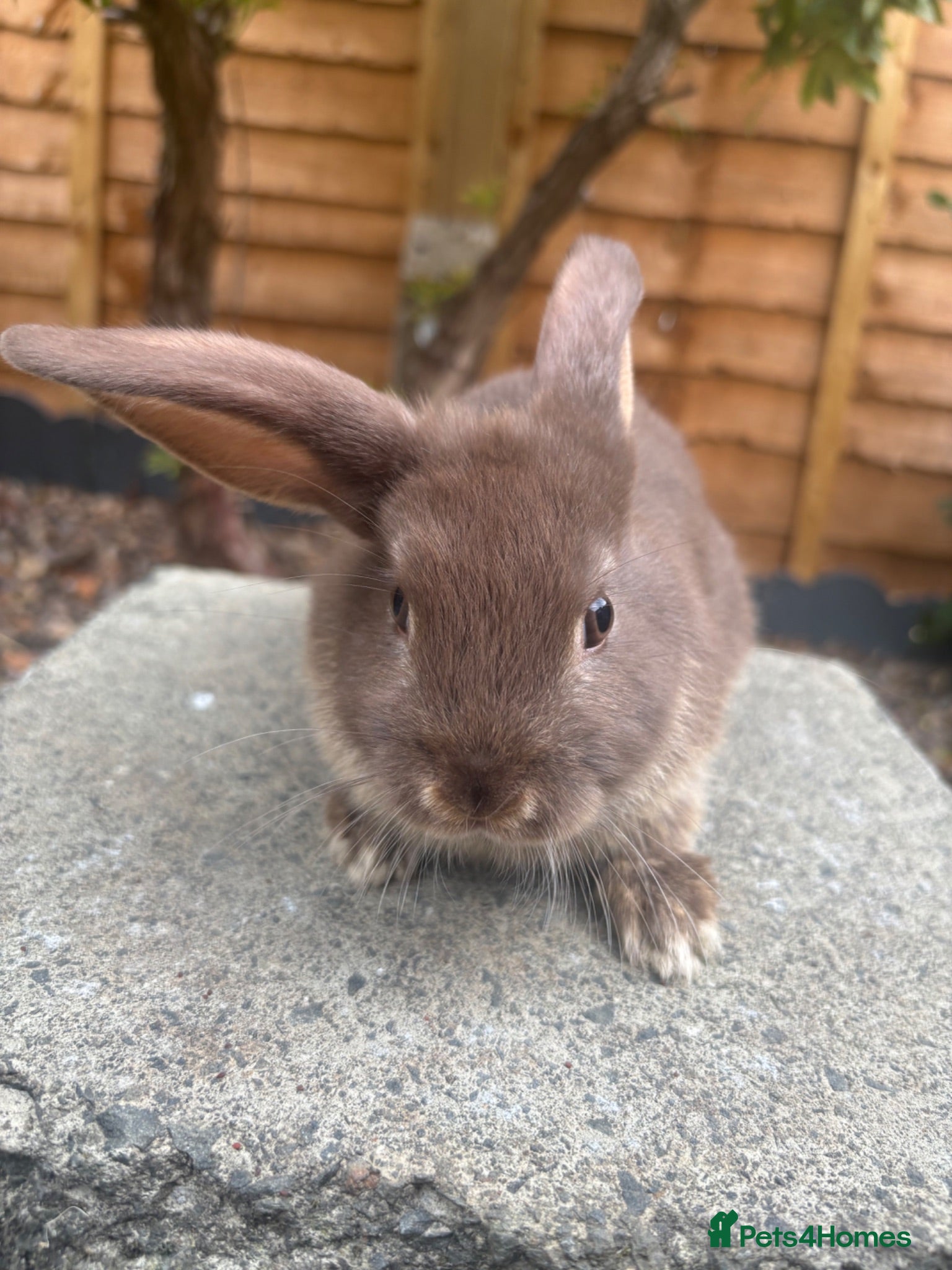 Mini Lop rabbits Female chocolate otter / black self cross - Advert 2