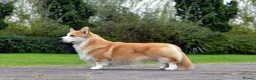 Welsh Corgi Pembroke dogs for sale: Champion Sired Corgi Pembroke puppies available  - Advert 30