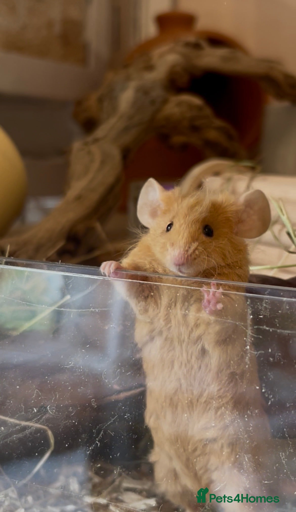 Mouse rodents 3 female mice with enclosure  - Advert 1