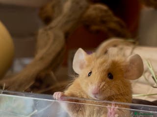 Mouse rodents 3 female mice with enclosure - Advert 2