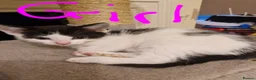 Mixed Breed cats for sale: 4 beautiful kittens - Advert 5
