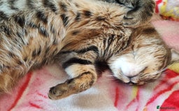 Mixed Breed cats for sale: Cat to rehome - Image 5