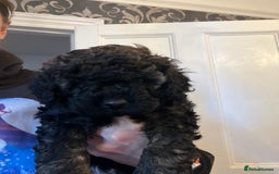 Mixed Breed dogs for sale: Chocolate sable Cockapoo x bichon  - Image 5