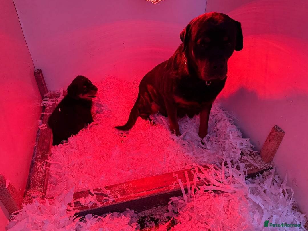 Rottweiler dogs for sale: Rottweiler puppies  - Image 3