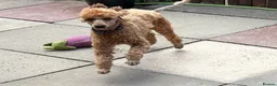 Miniature Poodle dogs for sale: Miniature poodle - Advert 5