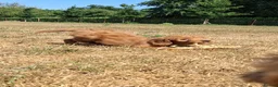 Mini Goldendoodle dogs for sale: F1 Fully Healthy Tested Goldendoodles  - Advert 7