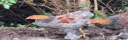 Chickens poultry for sale: Lavender partridge Bantam Brahma & pekin cockerels - Advert 5