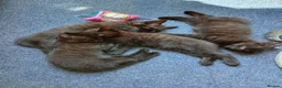 Mixed Breed cats for sale: Kittens - Advert 7