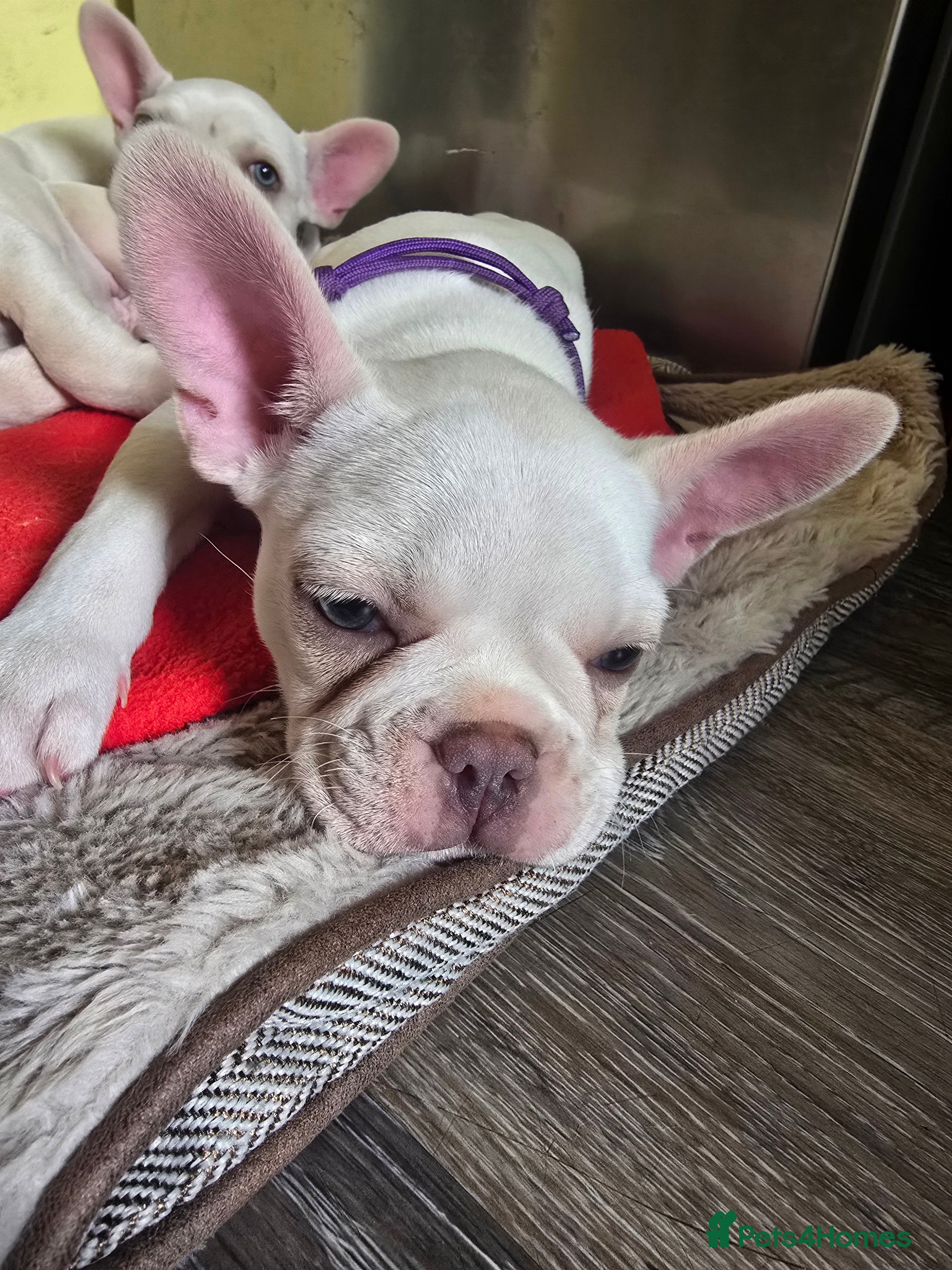 French Bulldog dogs French bulldog puppies  - Advert 2