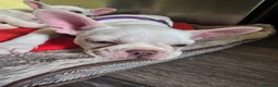 French Bulldog dogs for sale: French bulldog puppies  - Advert 14