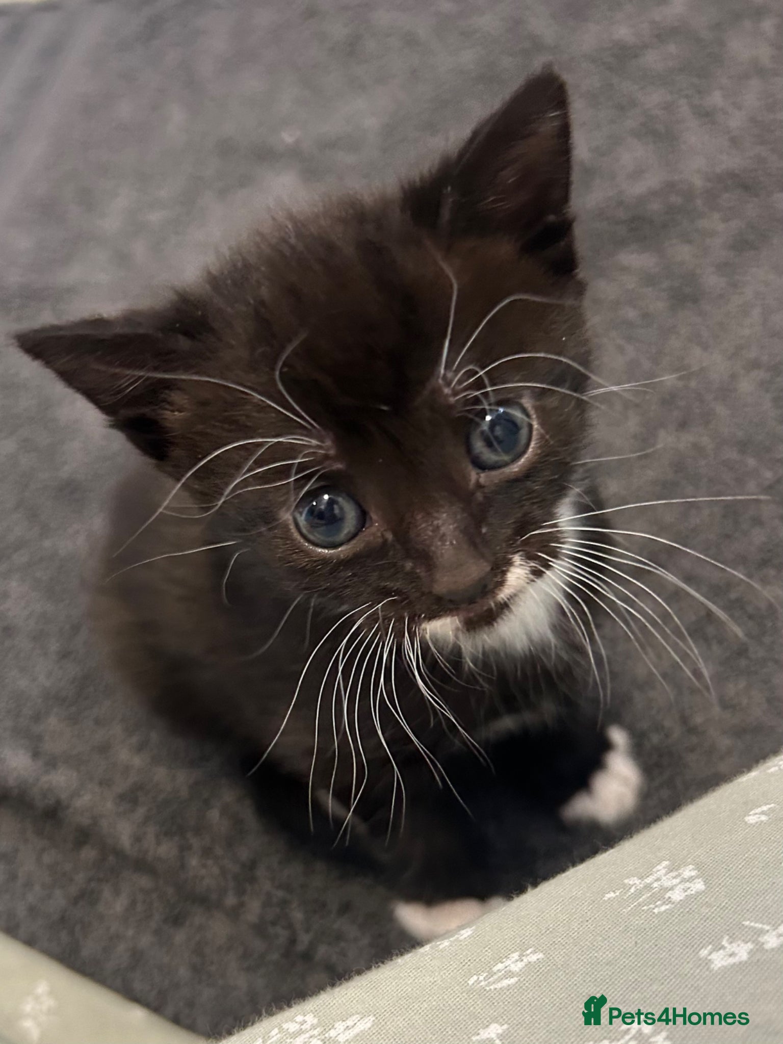 Mixed Breed cats Last of litter, ready now  - Advert 3