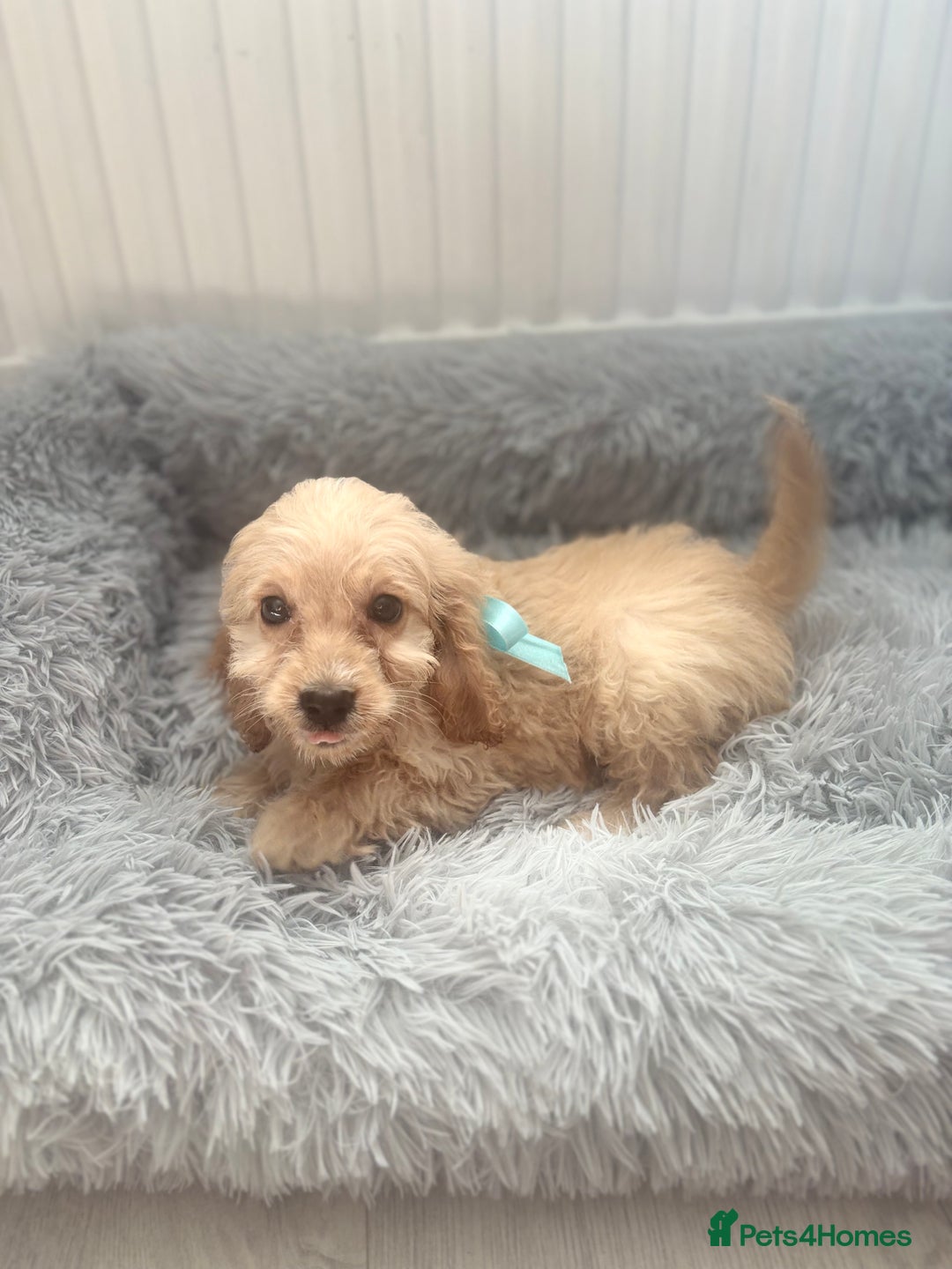 Cockapoo dogs for sale: Cockapoo Puppies - Image 15