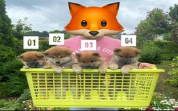 Japanese Shiba Inu dogs for stud: Handsome BOY ready for STUD duties  - Advert 10