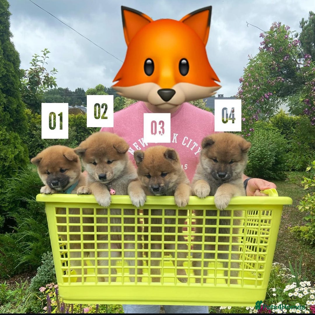 Japanese Shiba Inu dogs for stud: Handsome BOY ready for STUD duties  - Advert 10