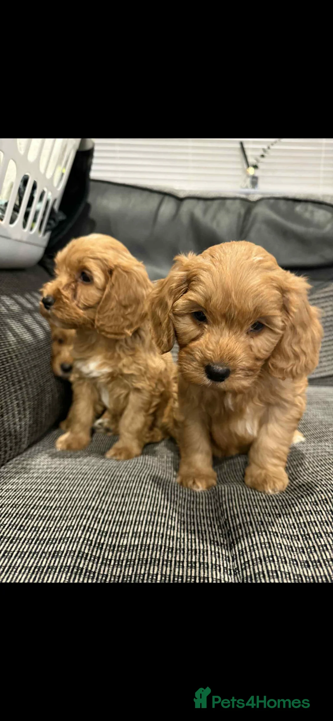 Cockapoo dogs for sale: Adorable F1 cockapoo puppies for sale - Advert 13
