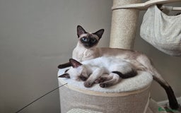 Siamese cats for sale: 1 Seal Point Siamese Kitten GCCF registered  - Image 7