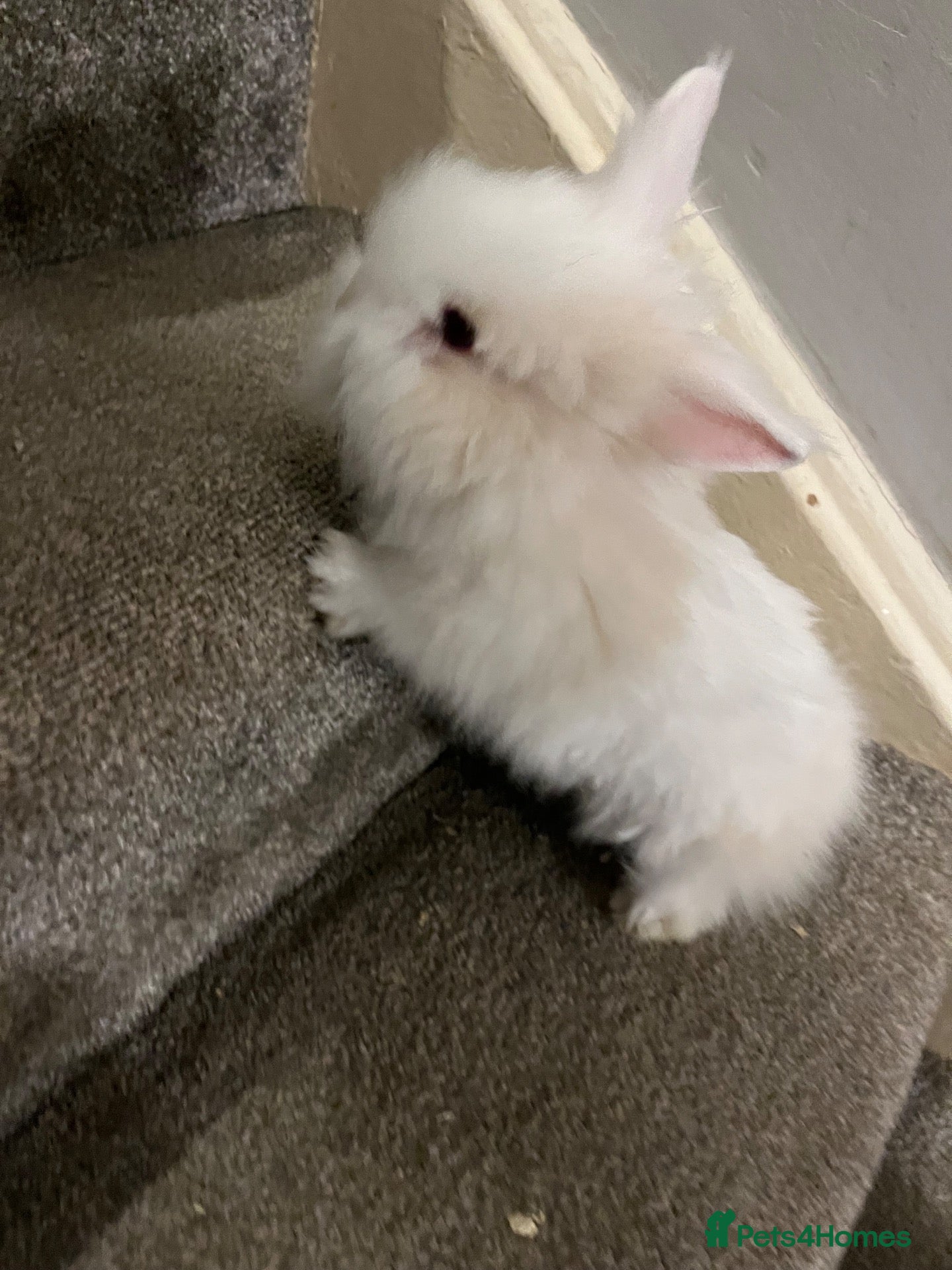 Lionhead rabbits Double maned lionheads - Advert 1