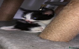 Domestic Shorthair cats for sale: 5 Beautiful kittens for sale  - Image 16