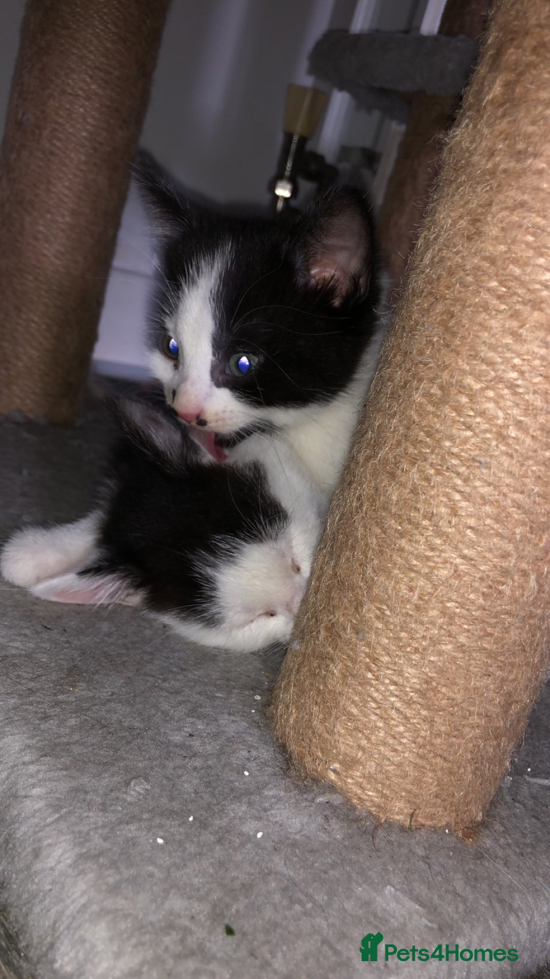 Domestic Shorthair cats for sale: 5 Beautiful kittens for sale  - Image 16