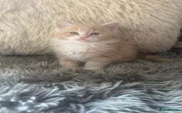 Maine Coon cats for sale: TICA registered pedigree Maine Coon kittens  - Image 4
