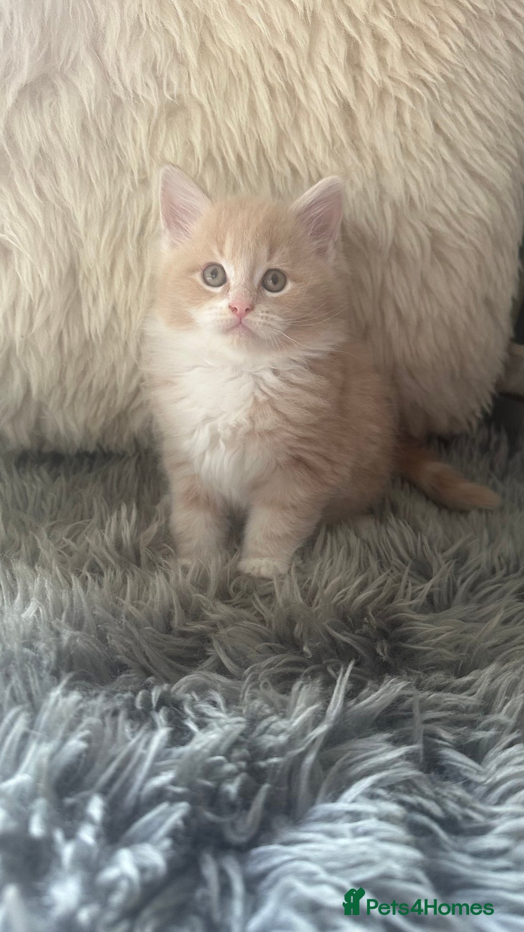 Maine Coon cats for sale: TICA registered pedigree Maine Coon kittens  - Image 4