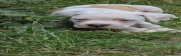 American Bulldog dogs for sale: My last baby boy - Advert 7