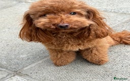 Toy Poodle dogs for sale: EXTENSIVE HEALTH TEST KC RED TOY POODLES LICENSED - Image 6