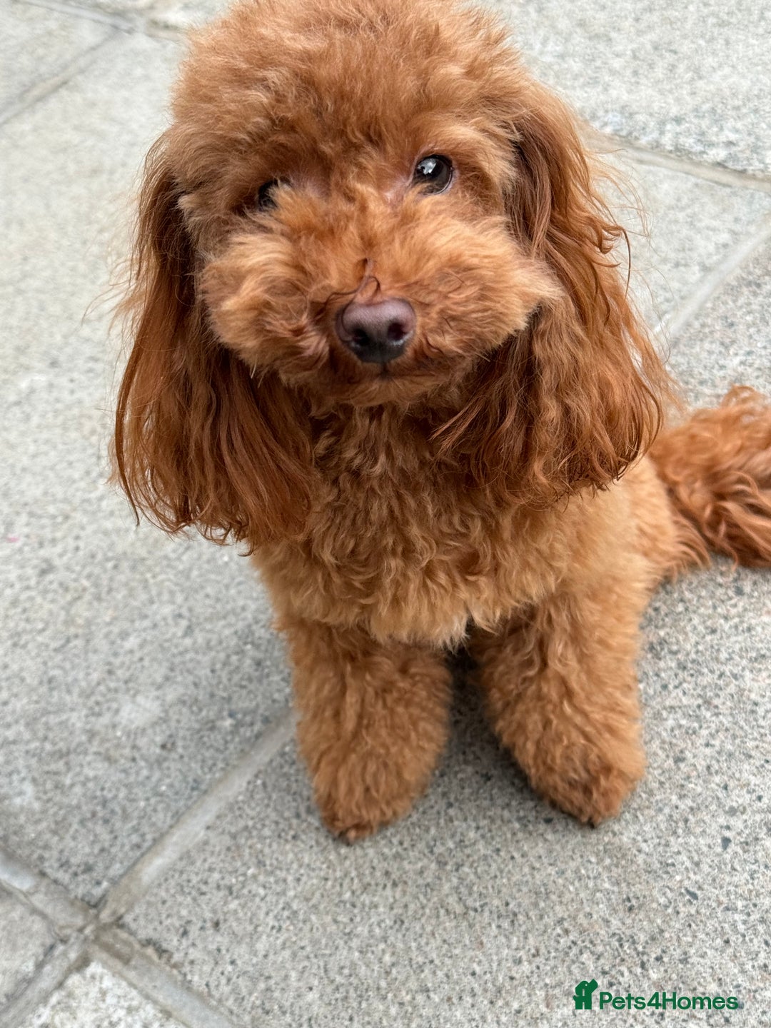 Toy Poodle dogs for sale: EXTENSIVE HEALTH TEST KC RED TOY POODLES LICENSED - Image 6
