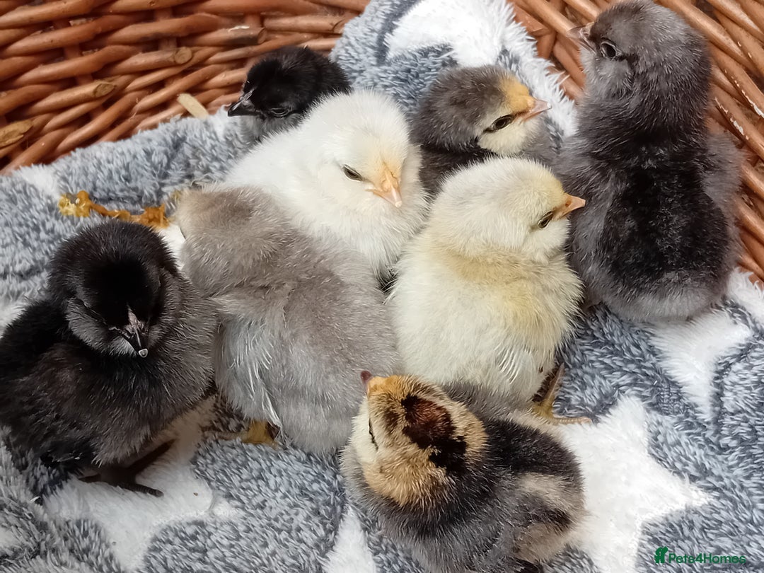Chickens poultry for sale: Sweet Little Barbu d’Anvers Chicks Now Available - Image 3