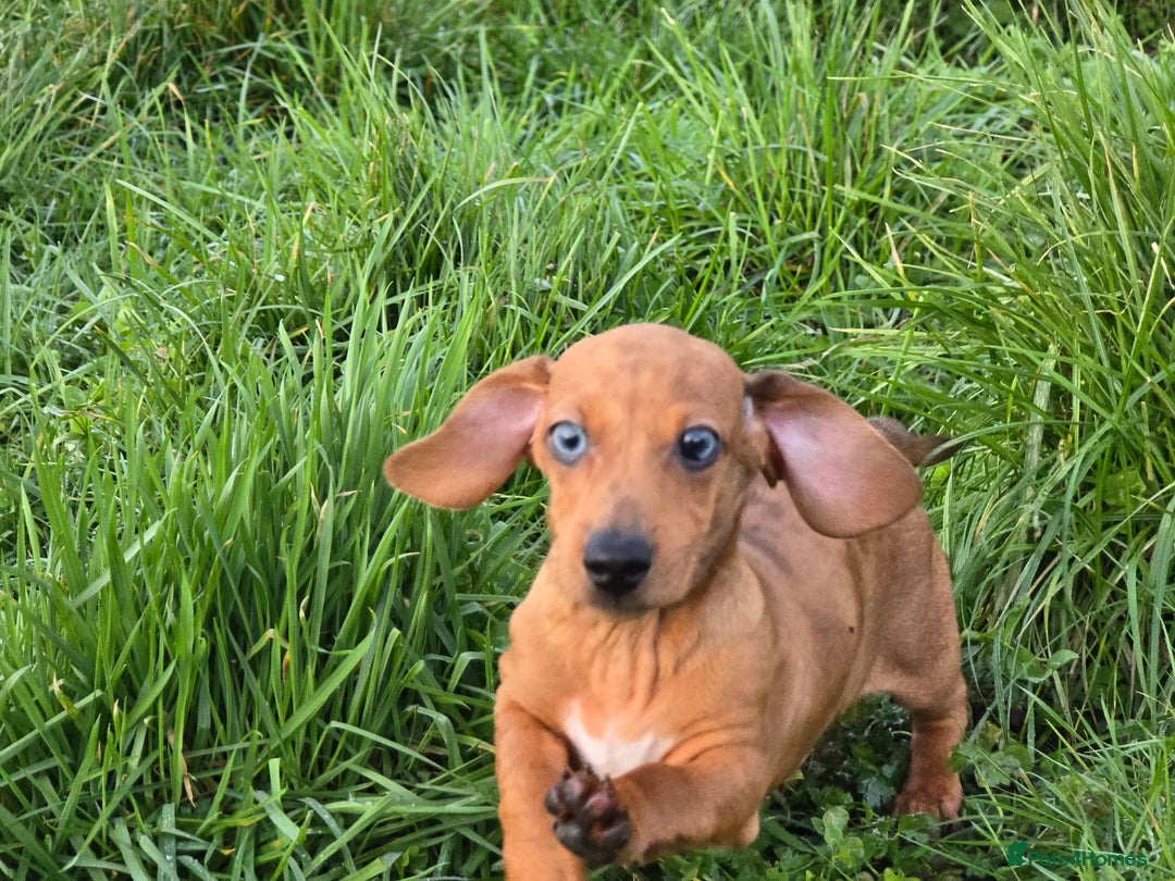 Miniature Dachshund dogs for sale: ✨5star✨ True miniatures, Licenced breeder, KC reg - Advert 17