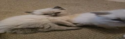 Ragdoll cats for sale: Ragdoll kittens for sale  - Advert 5