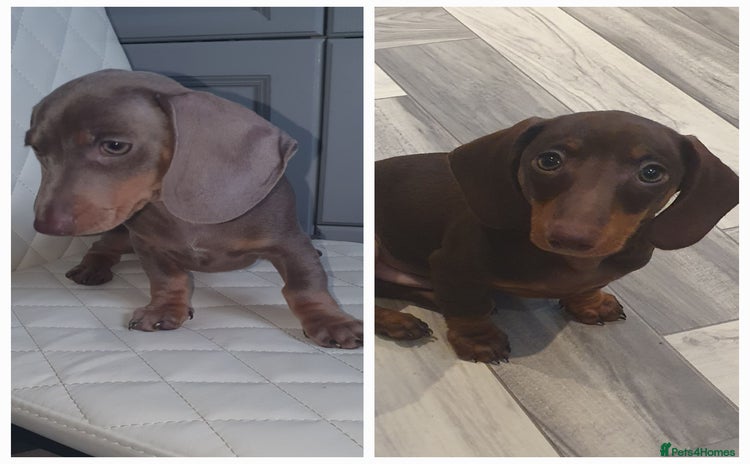 Miniature Dachshund dogs - Advert 6