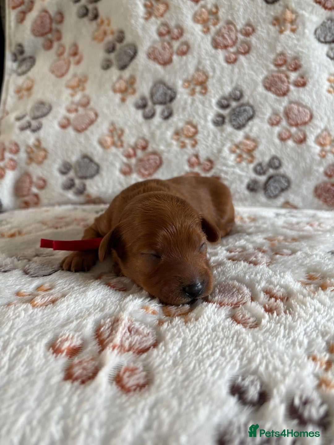 Mixed Breed dogs for sale: Adorable Cavapoochon x Cavapoo Puppies  - Image 8