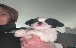 Mixed Breed dogs for sale: Beautiful bishon cross Japanese chin - Advert 4