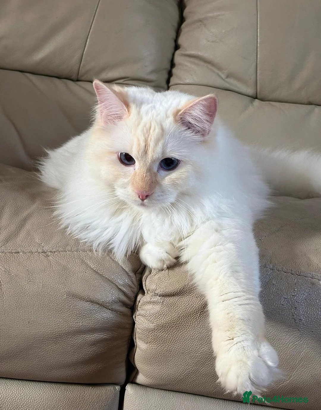 Ragdoll cats for sale: Beautiful Red GCCF Registered Male - Advert 8