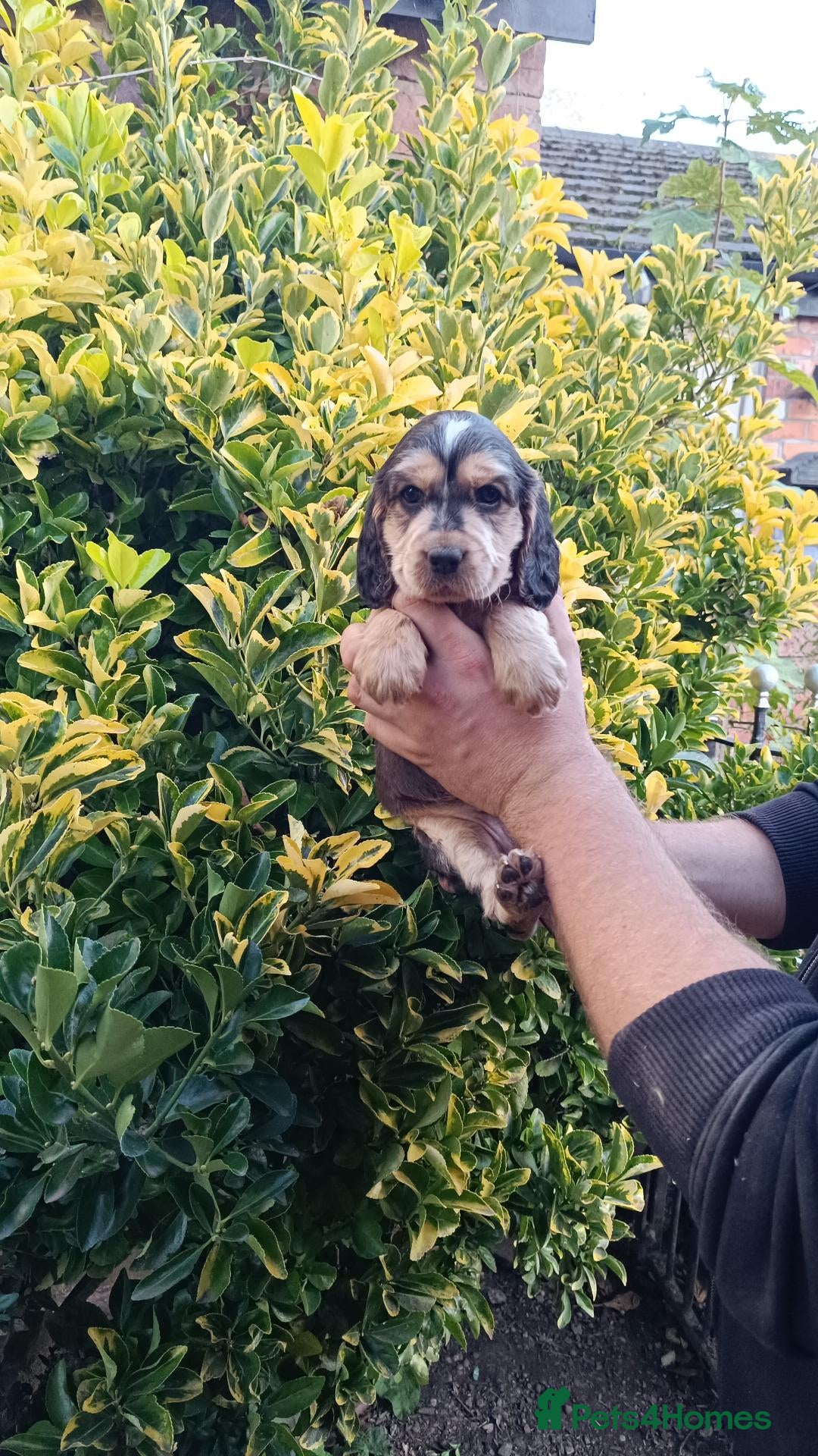 Cockapoo dogs Cockapoo Puppies available 16th October  - Advert 2