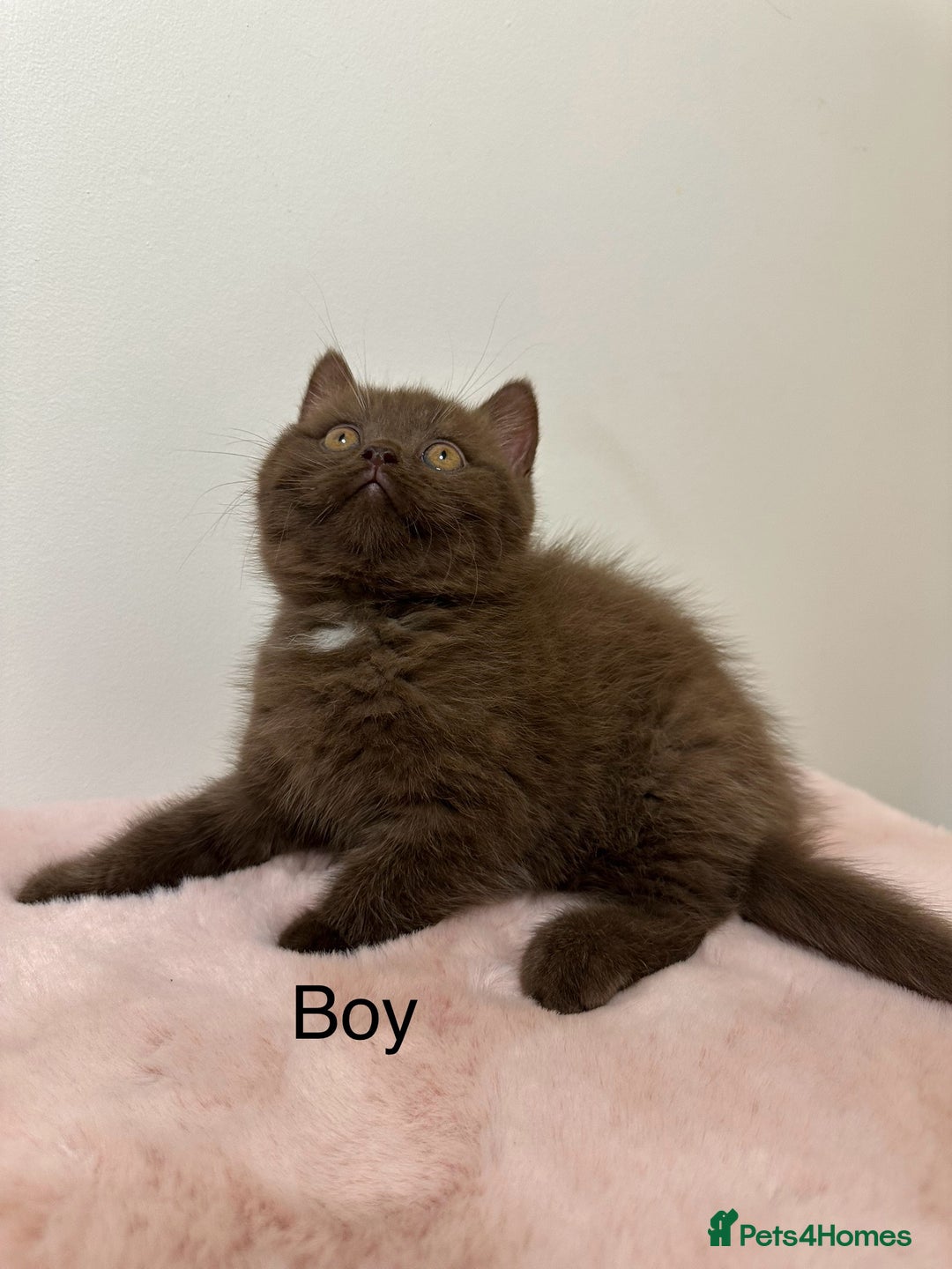 British Shorthair cats for sale: British Shorthair Chunky Chocolate Kittens🐻 - Advert 6