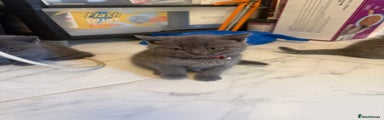 British Shorthair Kitten 3
