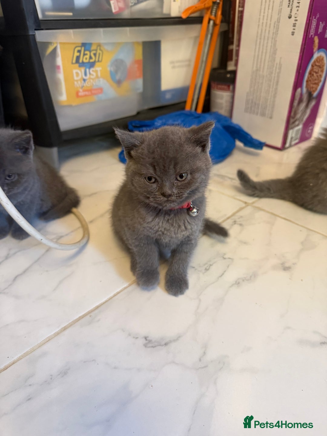 British Shorthair cats for sale: British short hair kittens  - Advert 8