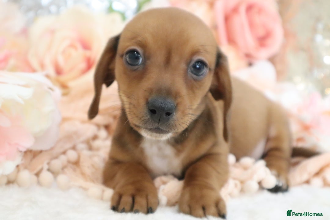 Miniature Dachshund dogs for sale: Miniature Dachshund Puppies - Image 5