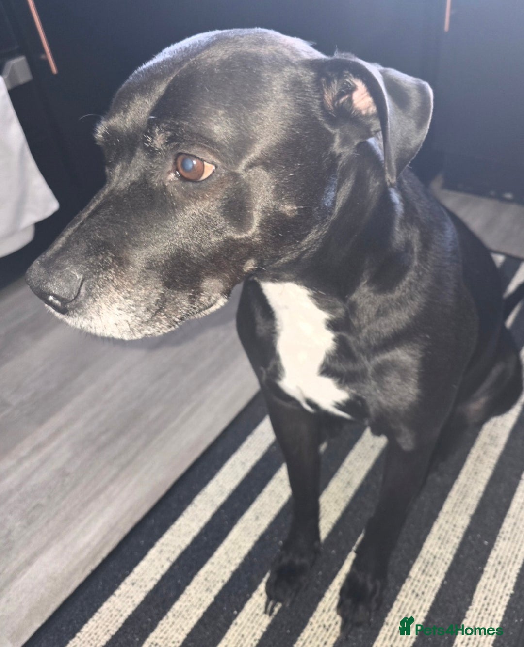 Mixed Breed dogs for sale: Diesel - Advert 5