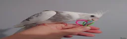Cockatiels birds for sale: Hand reared silly tame DNA sexed baby cockatiels  - Advert 35